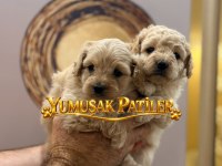 SEVİMLİ IRK TOY POODLE YAVRULAR
