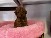 BEBEK YÜZLÜ TOY POODLE YAVRULARIMIZ