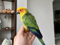 KUSURSUZ GÜZELLİKTE JENDAY KONUR PAPAĞANI SON ADET