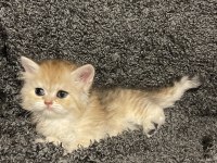 Anne Baba Şecereli Golden Safkan British Longhair Dişi