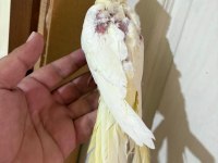 45 GÜNLÜK LUTİNO BEBEK SULTAN PAPAĞANI