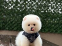 Mükemmel tüy yapısı pomeranian boo