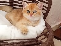 British Shorthair Zarafeti