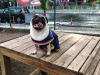 Pug mops dişi