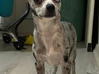 8 aylık merle chihuahua nadir bulunan bir cins