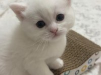 Scottish Fold