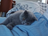 2 Aylık Çok Uysal British Shorthair