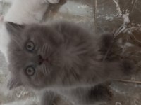 6 scottish fold yavru