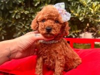 Sevimli Toy Poodle Yavrularımız