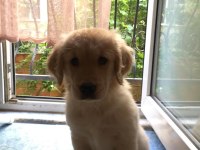 Saf Irk Yavru Golden Retriever