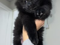 2-3 aylık pomeranian spitz