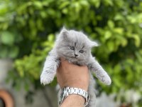 British longhair bebekler