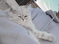 9 aylık mavi gözlü kedimiz beyaz tüylü