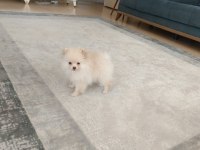 Pomeryan Boo 2 aylık dişi