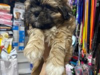 Shih Tzu yavrularımız ömürlük yuvalarına hazır 