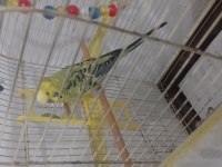 Konuşan erkek muhabbet kuşu