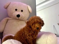Ev ortamında yetişen Poodle bebekler