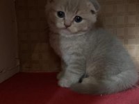 45 günlük yeni yuvaya hazır scottish fold