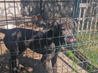CorsoTürk den Garantili Safkan Cane Corso Yavrular