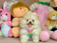 Pomeranian Boo Ayıcık Surat