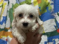yavru maltese terrier