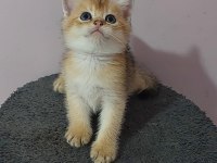 BRİTİSH KEDİLER