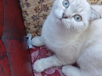 Scotisch short hair norweç kedisi 4aylık dişi yavru