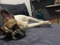 7 aylık dişi french bulldog