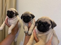 Erkek 3 Pug Yavrumuz