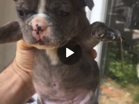 Tombik french bulldog merleler yuvadan uçmaya hazır