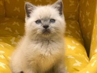 Brıtısh Shorthair Blue Point Yavrularım