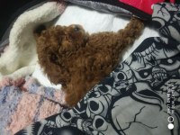 3 buçuk aylık dişi poodle