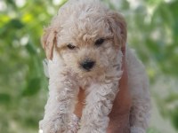 Minik dostunuz toy poodle