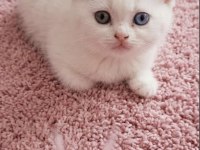 Minnoş kedimiz için ulaşın