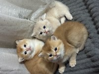 NY11 VE AY11 Safkan British Shorthair Golden Bebekler