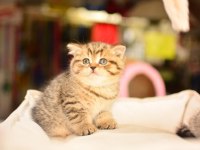 Show Kalite Black Golden British Shorthair 