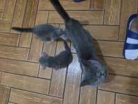 British Shorthair Blue Tabby Yavrular
