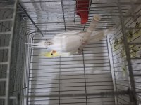 Lutino Ve Albino Sultan Papağanı Takım