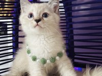 British Shorthair Point bebekler
