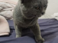 Erkek British Shorthair Kısırlaştırılmadı 1 Yaşında
