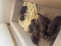 Kızıl doberman yavruları için arayın