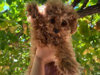 Sevimli toy poodle