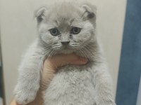Scottish fold 55 günlük kediler