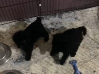 kıvır kıvır toy poddle