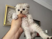 Güzeller Güzeli Scottish Fold Bebişler Ön Talepli