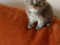 Safkan ırk garantili british longhair yavrular