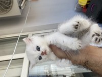 Anne ve çocukları scottish fold