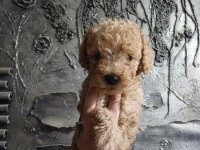 Maltipoo dişi erkek kardeşler