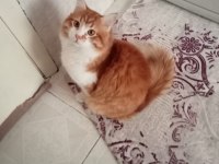 SARMAN EV KEDİSİ