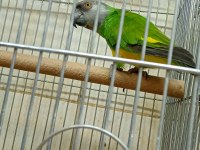 Senegal papağanı 8 aylık